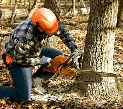 Tree Removal in Zion, IL